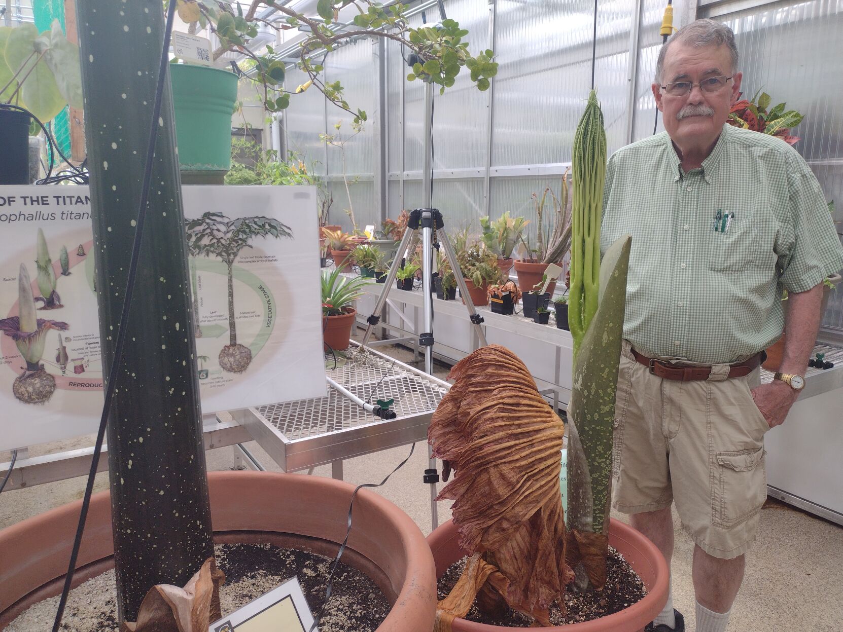 Corpse flower 4